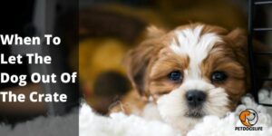 When To Let The Dog Out Of The Crate – PetDogsLife