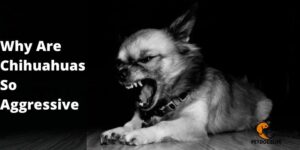 Why Are Chihuahuas So Aggressive? PetDogsLife