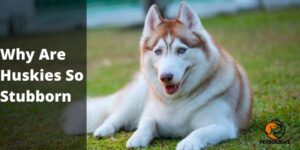 Why Are Huskies So Stubborn – Find Out Here