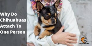 Why Do Chihuahuas Attach To One Person