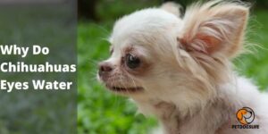 Why Do Chihuahuas Eyes Water