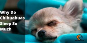 Why Do Chihuahuas Sleep So Much