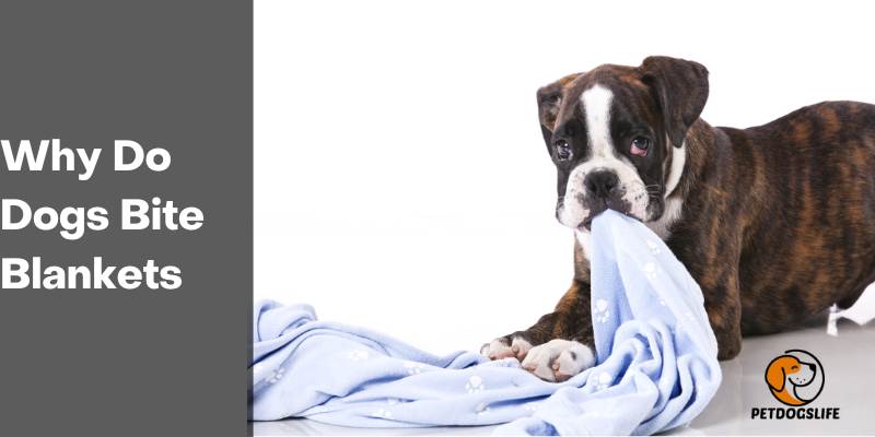 Why Do Dogs Bite Blankets