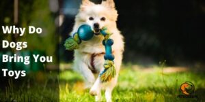 Why Do Dogs Bring You Toys (Reasons) – PetDogsLife