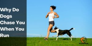 Why Do Dogs Chase You When You Run – PetDogsLife
