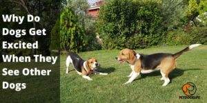 Why Do Dogs Get Excited When They See Other Dogs – PetDogsLife