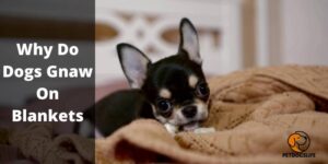 Why Do Dogs Gnaw On Blankets – PetDogsLife
