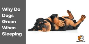 Why Do Dogs Groan When Sleeping – PetDogsLife