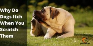 Why Do Dogs Itch When You Scratch Them – PetDogsLife