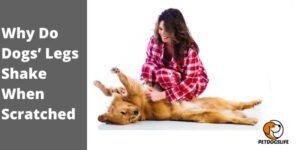Why Do Dogs’ Legs Shake When Scratched