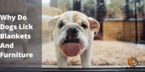 Why Do Dogs Lick Blankets And Furniture