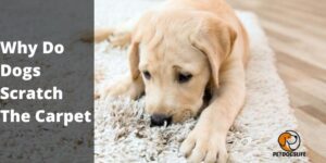 Why Do Dogs Scratch The Carpet? 7 Main Reasons