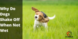 Why Do Dogs Shake Off When Not Wet