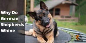 Why Do German Shepherds Whine – All You Need To Know