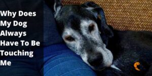 Why Does My Dog Always Have To Be Touching Me – Complete Guide