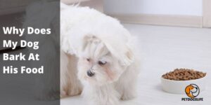Why Does My Dog Bark at His Food and How to Stop It – PetDogsLife