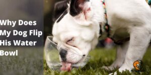 Why Does My Dog Flip His Water Bowl – PetDogsLife