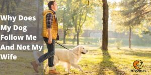 Why Does My Dog Follow Me And Not My Wife