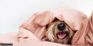 Why Does My Dog Go Under The Covers – PetDogsLife