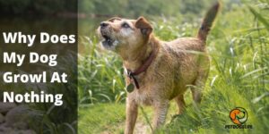 Why Does My Dog Growl At Nothing? Reasons And How To Stops it?