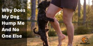 Why Does My Dog Hump Me And No One Else – PetDogsLife