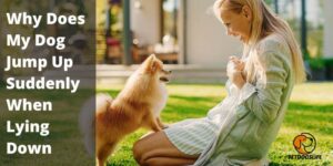 Why Does My Dog Jump Up Suddenly When Lying Down – PetDogsLife