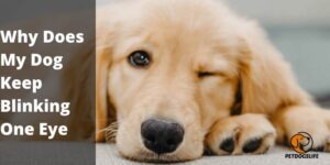 Why Does My Dog Keep Blinking One Eye – Info Guide