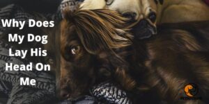 Why Does My Dog Lay His Head On Me  (All You Need To Know) – PetDogsLife