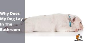 Why Does My Dog Lay In The Bathroom – Complete Guide