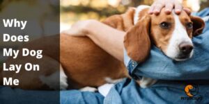 Why Does My Dog Lay On Me | Is Something Wrong – 5 Reasons