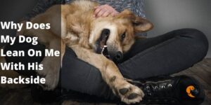 Why Does My Dog Lean On Me With His Backside – PetDogsLife