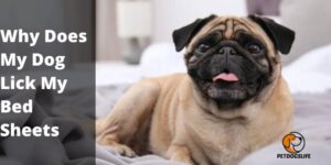 Why Does My Dog Lick My Bed Sheets