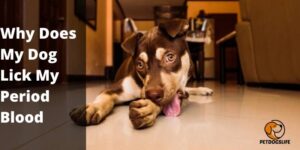 Why Does My Dog Lick My Period Blood? 5 Surprising Reasons You Need to Know