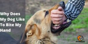 Why Does My Dog Like To Bite My Hand – PetDogsLife