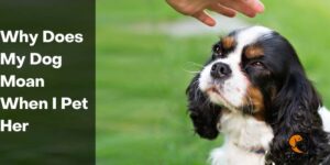 Why Does My Dog Moan When I Pet Her – PetDogsLife