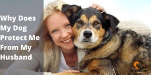 Why Does My Dog Protect Me From My Husband – PetDogsLife