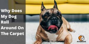 Why Does My Dog Roll Around On The Carpet – Common Reasons