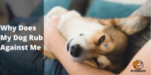 Why Does My Dog Rub Against Me – 12 Reasons