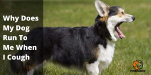 Why Does My Dog Run To Me When I Cough – PetDigsLife