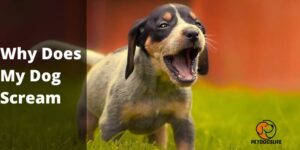 Why Does My Dog Scream? – 7 Reasons