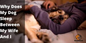 Why Does My Dog Sleep Between My Wife And I (Reasons) – PetDogsLIfe