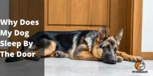 Why Does My Dog Sleep By The Door
