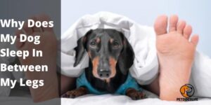 Why Does My Dog Sleep In Between My Legs? 5 Top Reason You Need to know