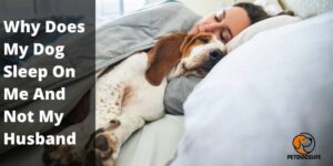 Why Does My Dog Sleep On Me And Not My Husband – Guide