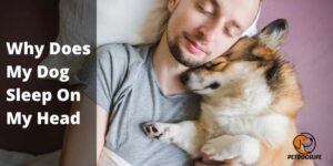 Why Does My Dog Sleep On My Head (Reasons) – PetDogsLife