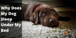 Why Does My Dog Sleep Under My Bed? Surprising Facts