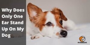Why Does Only One Ear Stand Up On My Dog – PetDogsLife