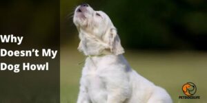 Why Doesn’t My Dog Howl (Reasons) – PetDogsLife