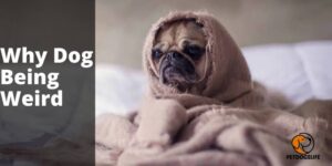 Why Dog Being Weird (Some Reasons) – PetDogsLife