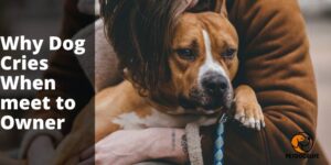 Why Dog Cries When Owner Returns (Reasons) – PetDogsLife